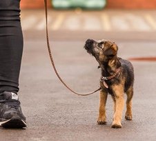 Puppy training in Bristol